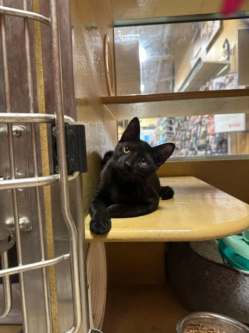 Daedalus thumbnail 4