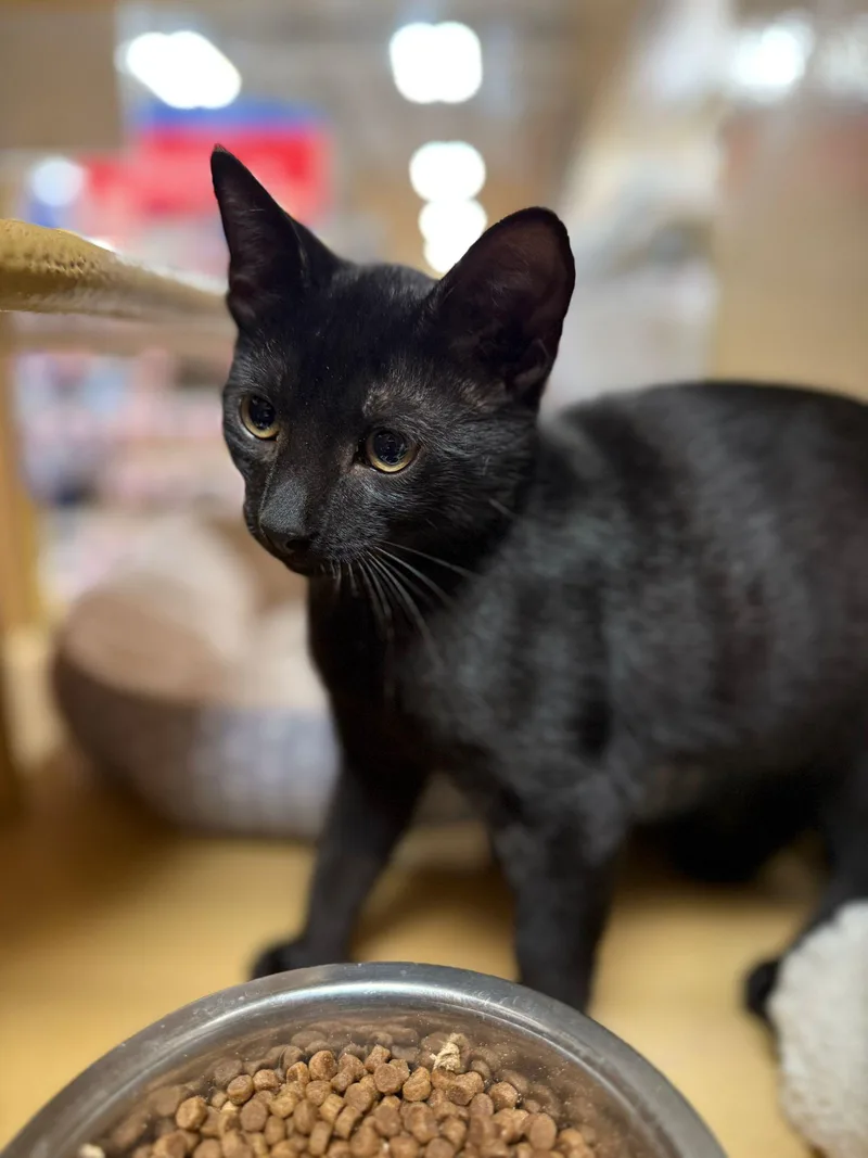 Daedalus thumbnail 2