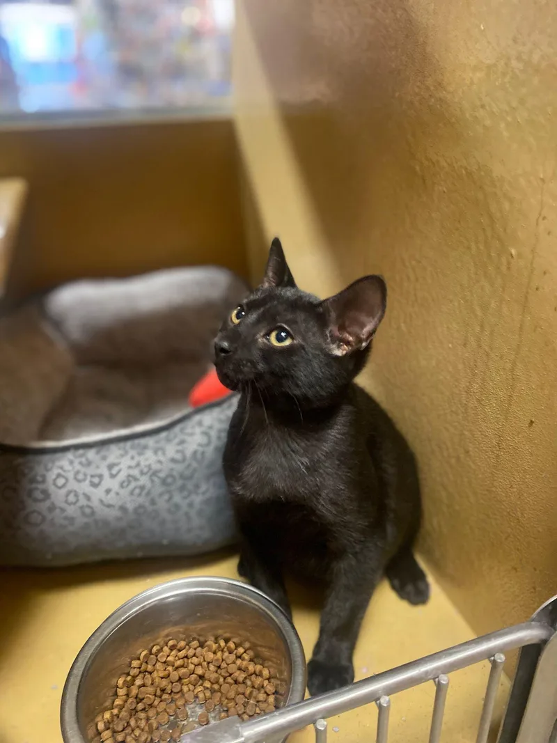 Daedalus thumbnail 3