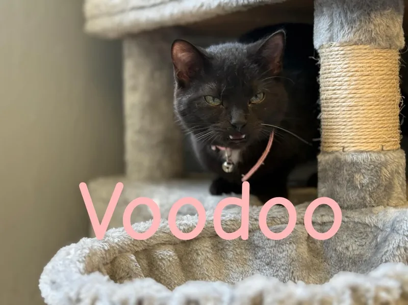 Voodoo