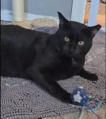 A young extra large-sized male Black Domestic Short Hair cat named Hercules for adoption in Lacey, WA