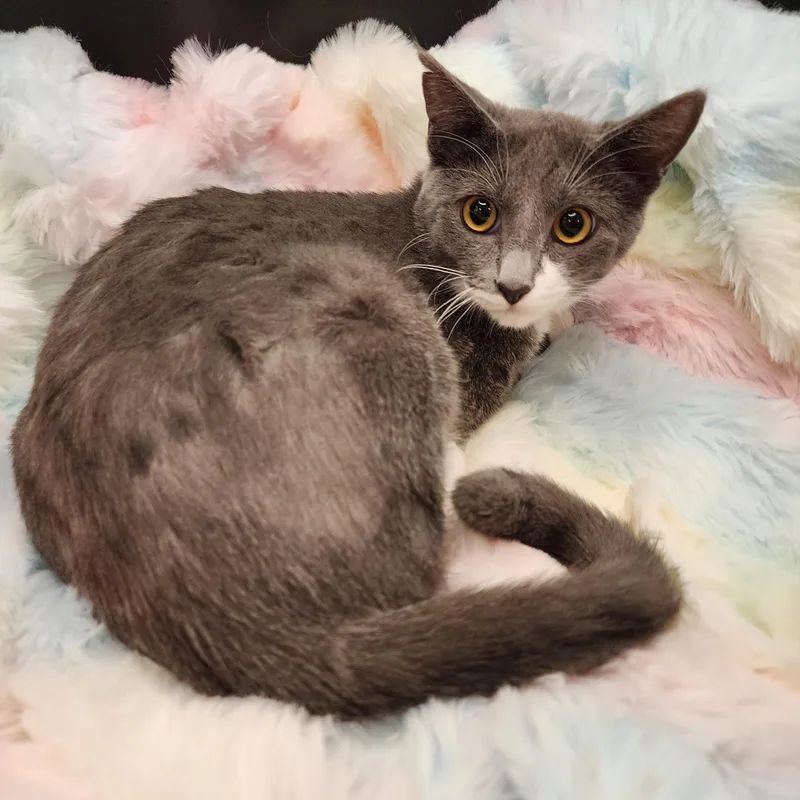 A young small-sized female Gray & White Silver cat named Sasha for adoption in Lacey, WA