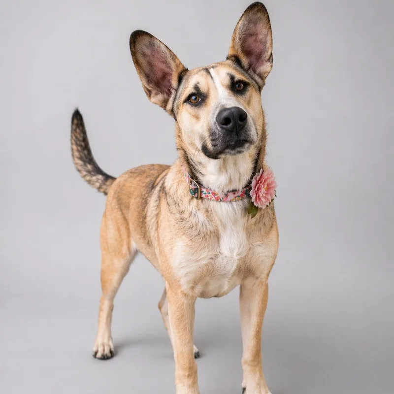A young medium-sized female German Shepherd Dog dog named Dominique Gs for adoption in Allen, TX