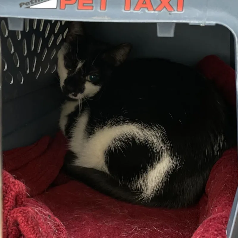 A senior medium-sized female Black Domestic Short Hair cat named Kayak for adoption in Enfield, NH