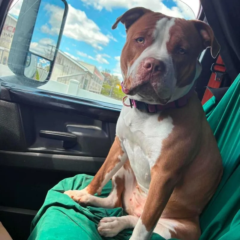 A young large-sized female Brown / Chocolate Mixed Breed dog named Spice for adoption in Fredericksburg, VA