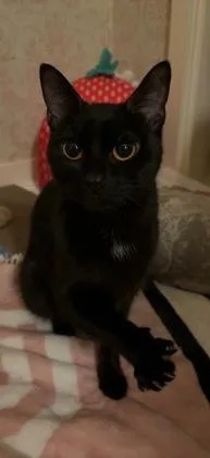 Thai