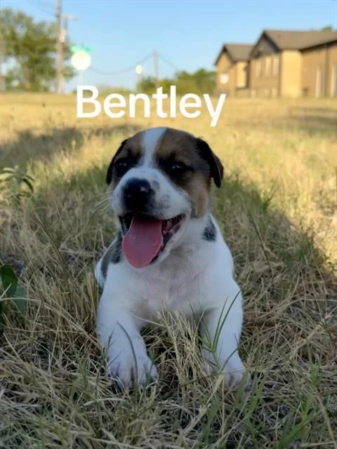 A baby medium-sized male Mixed Breed dog named Bentley for adoption in Dallas, TX