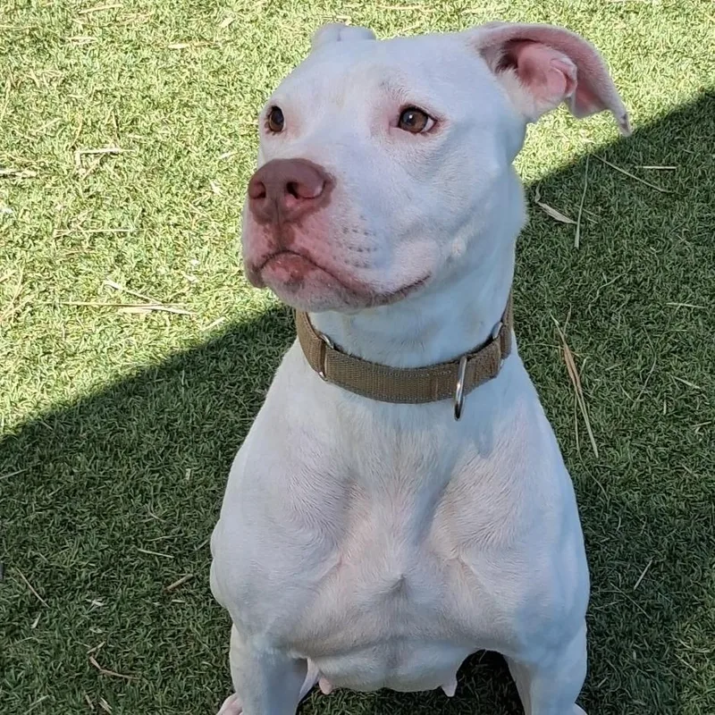 An adult medium-sized female White / Cream American Staffordshire Terrier dog named Betty White for adoption in Galveston, TX