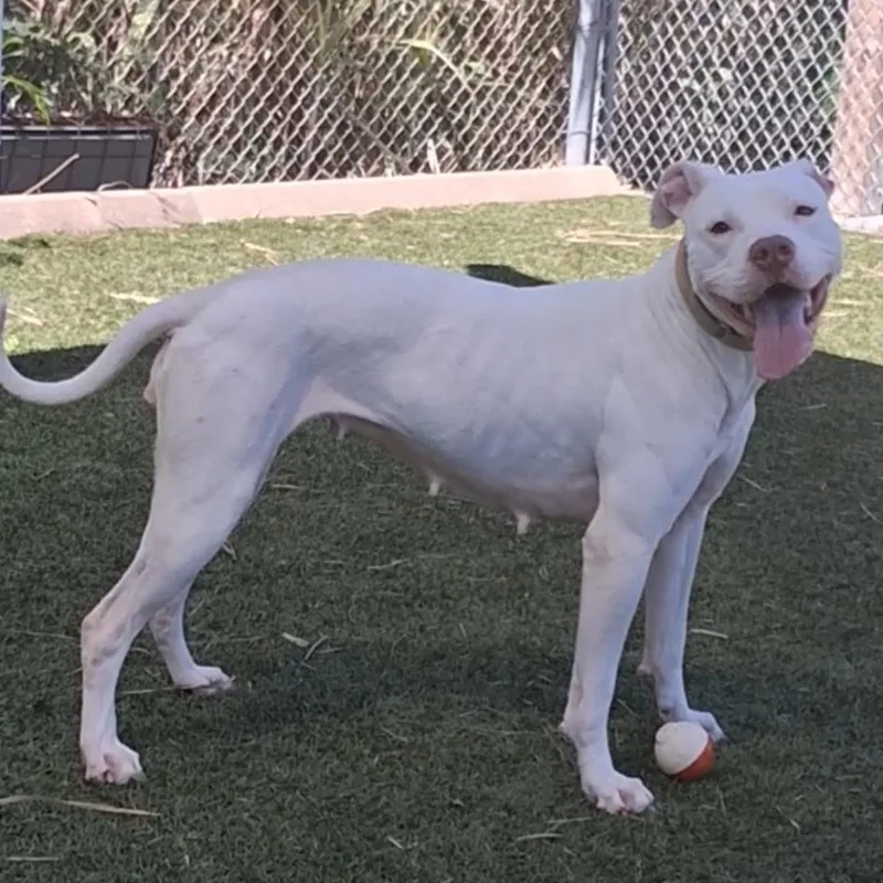 Betty White thumbnail 2