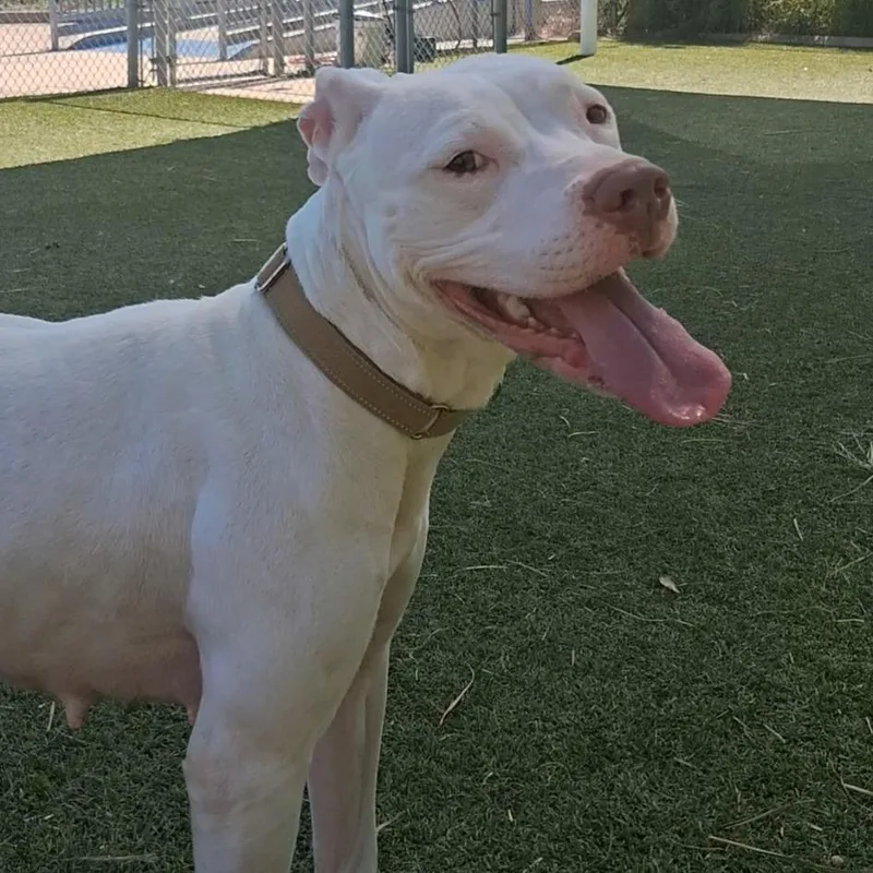 Betty White thumbnail 4