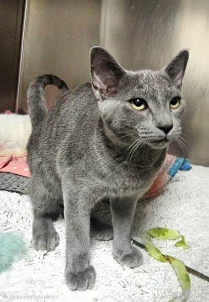 An adult small-sized male Domestic Short Hair cat named Phillip for adoption in Phoenix, AZ