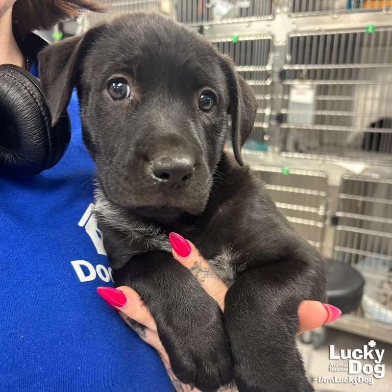 A baby large-sized female Labrador Retriever dog named Pippi for adoption in Washington, DC