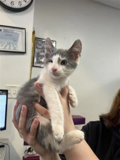 A baby small-sized male Domestic Short Hair cat named Scott for adoption in West Chester, PA