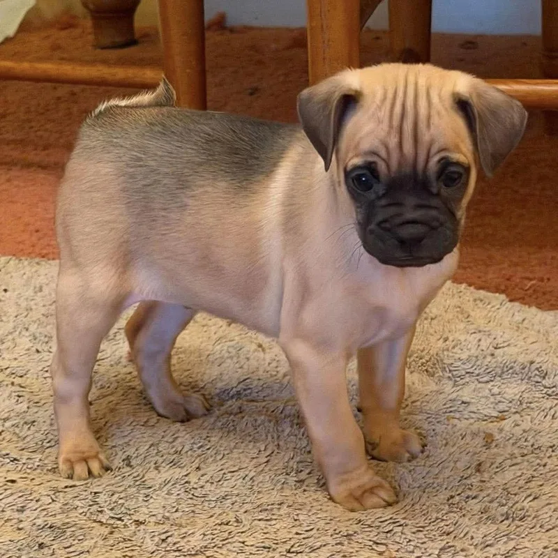 A baby small-sized male Pug dog named Gus Jr. for adoption in Hillsborough , NC