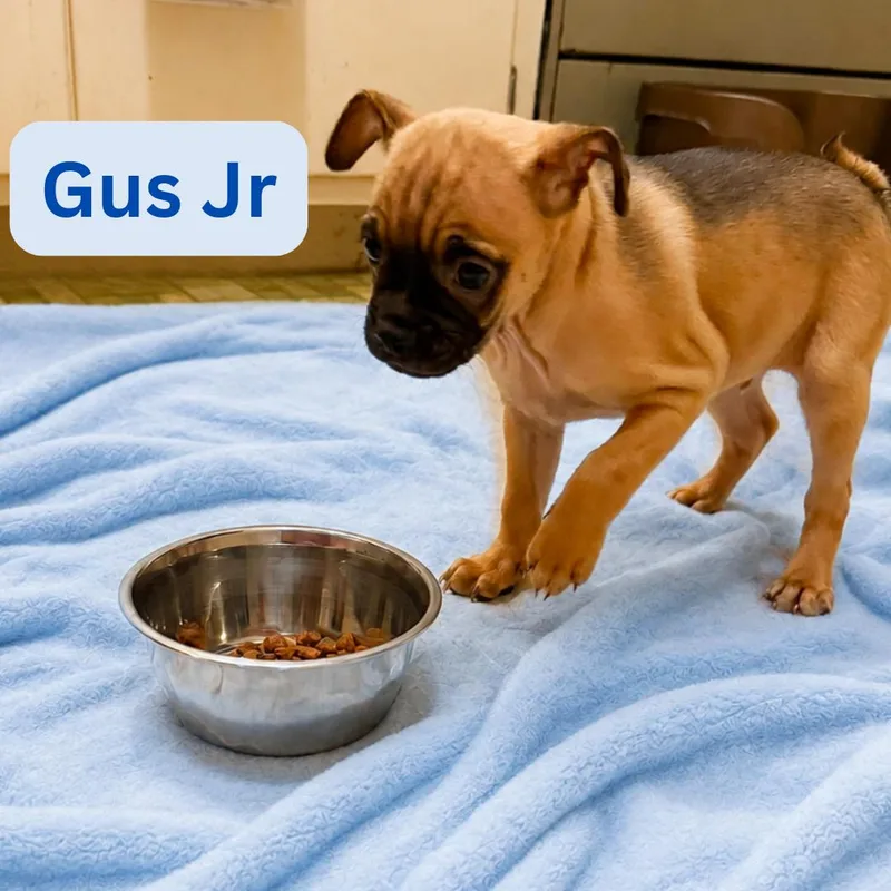 Gus Jr. thumbnail 2