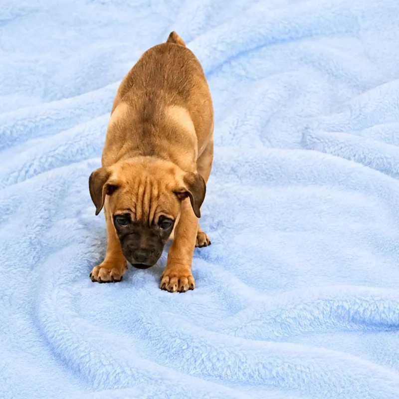 Gus Jr. thumbnail 3