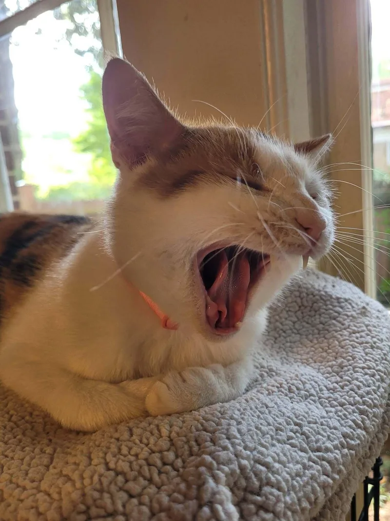 An adult medium-sized female Calico Domestic Short Hair cat named Camila for adoption in East Point, GA