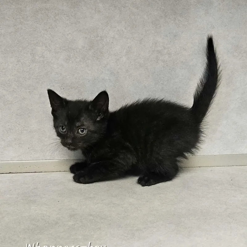 A baby medium-sized male Black Domestic Short Hair cat named Whoppers for adoption in Wapakoneta, OH