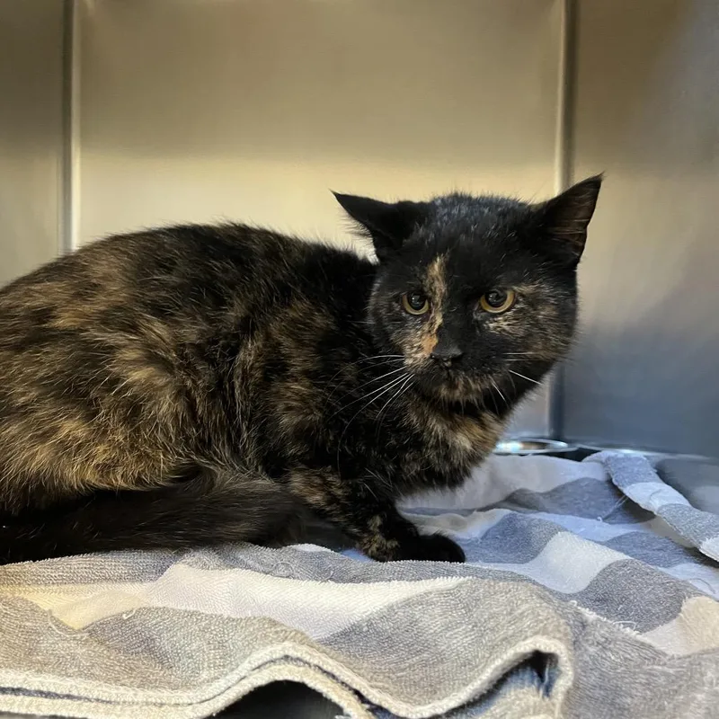 An adult medium-sized female Black Domestic Short Hair cat named Kiyomi for adoption in Bristol, IN
