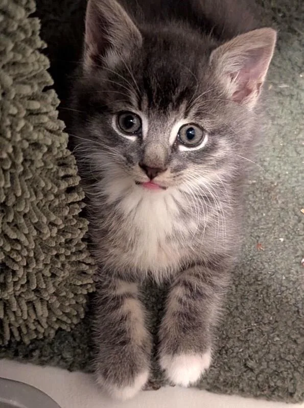 Muffin thumbnail 2