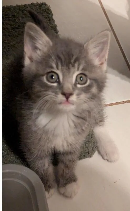 Muffin thumbnail 3