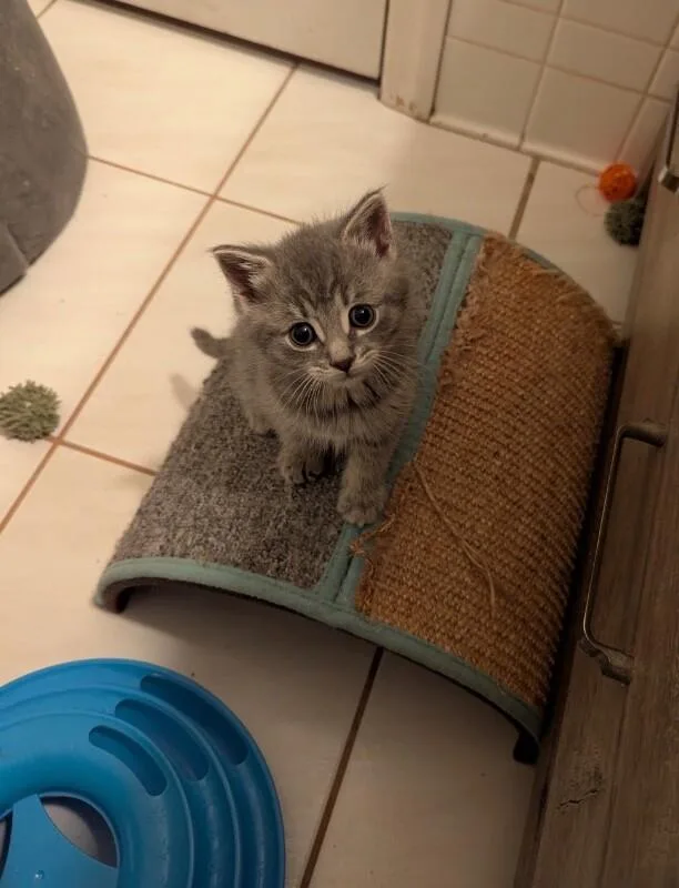 Muffin thumbnail 4