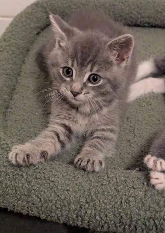 Muffin thumbnail 5
