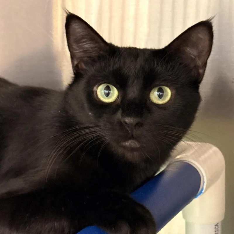 Brilliana thumbnail 2