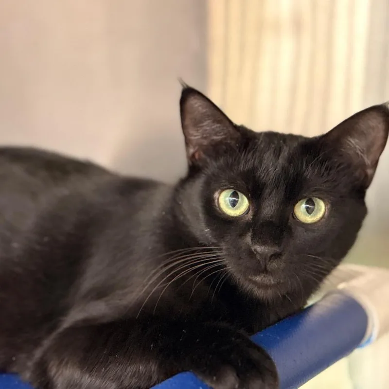 Brilliana thumbnail 3