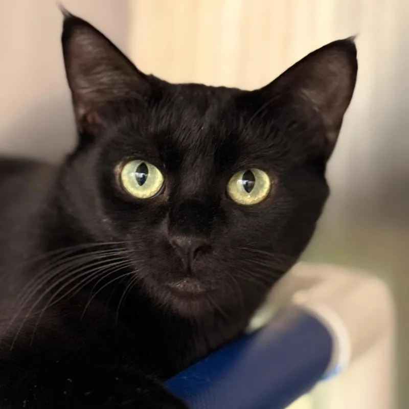 Brilliana thumbnail 4