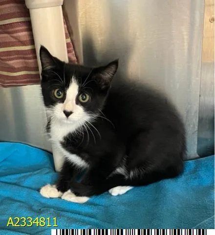 A baby small-sized male Domestic Short Hair cat named Phoenix for adoption in West Palm Beach, FL