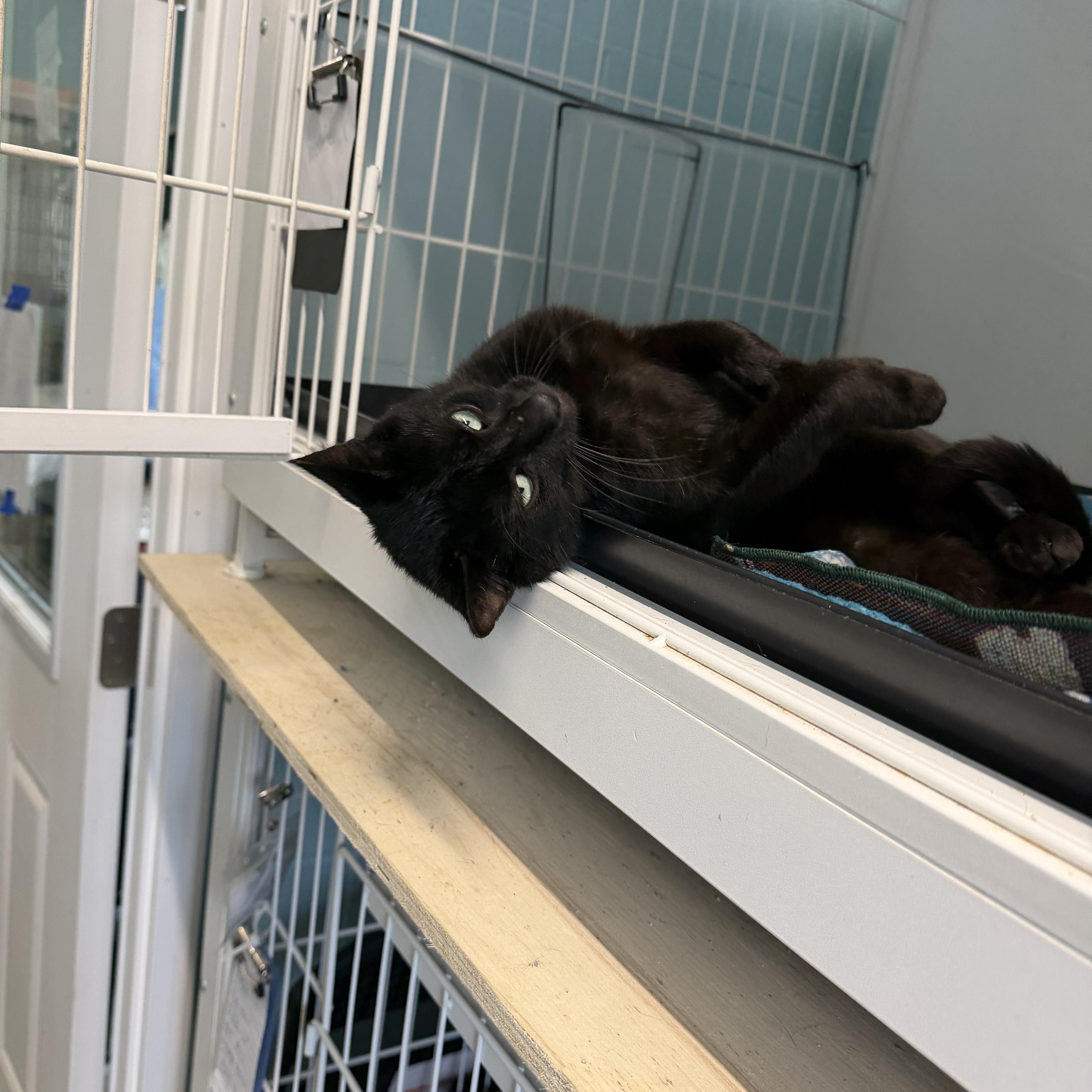 A young medium-sized male Domestic Short Hair cat named Wolfie for adoption in Warren, OH