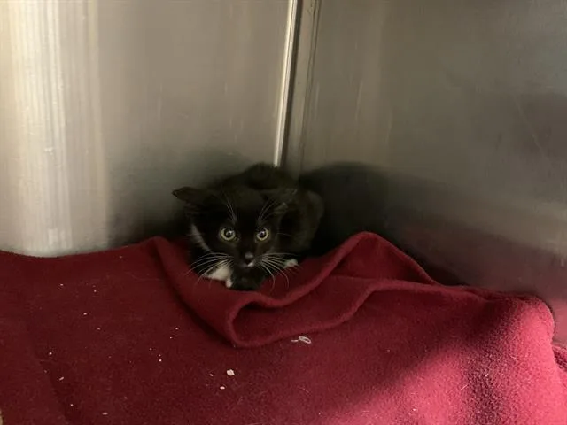 A baby small-sized female Domestic Short Hair cat named Kim Possible for adoption in Grand Prairie, TX