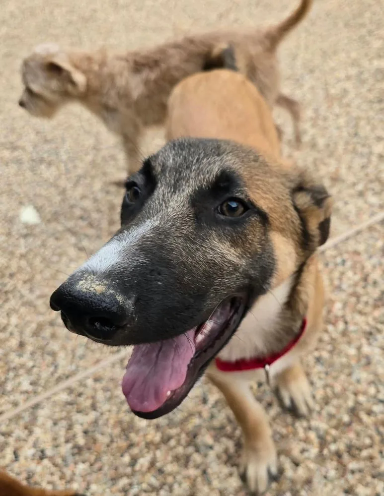 A baby medium-sized male German Shepherd Dog dog named Tristan for adoption in Sealy, TX