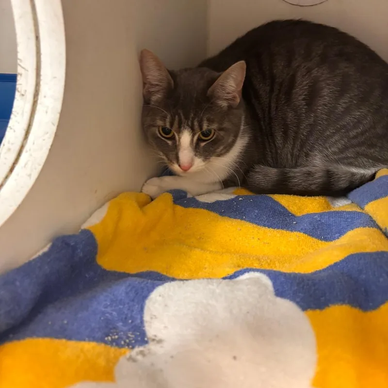 An adult large-sized female Gray / Blue / Silver Domestic Short Hair cat named Mort for adoption in Philadelphia, PA