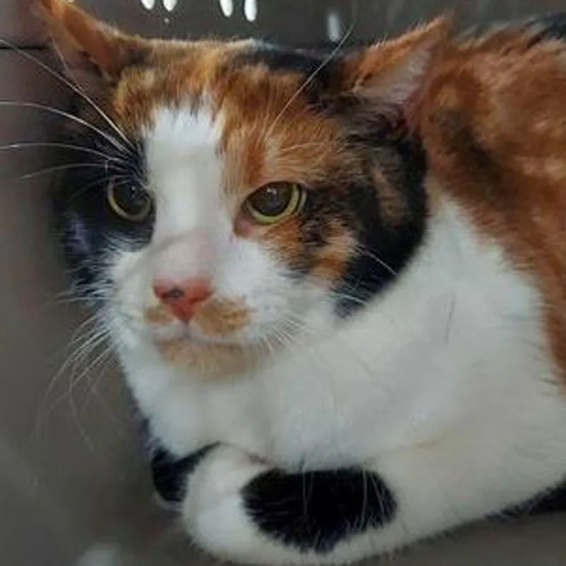 An adult medium-sized female Calico Domestic Short Hair cat named Patches for adoption in Lake Havasu City, AZ