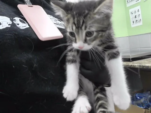 A baby small-sized male Domestic Short Hair cat named Chippy Dippy Dopey Dub for adoption in Omaha, NE