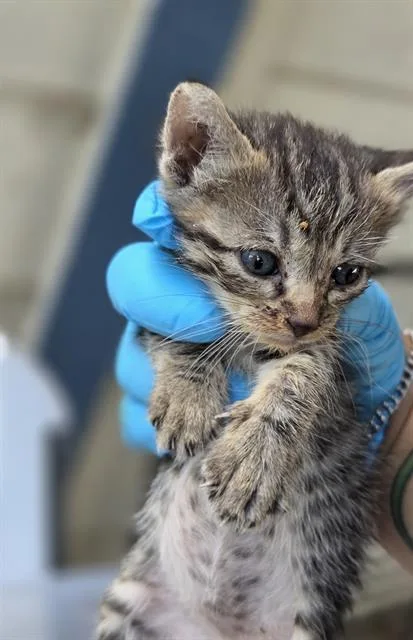 A baby small-sized female Domestic Short Hair cat named October for adoption in San Antonio, TX