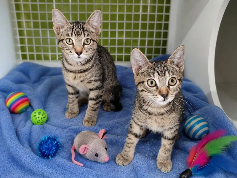 A baby medium-sized male Tabby (Brown / Chocolate) Domestic Short Hair cat named Cedar for adoption in Chandler, AZ