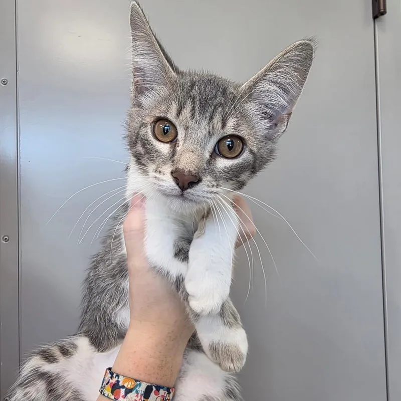 A baby small-sized male Gray / Blue / Silver Domestic Short Hair cat named Luke for adoption in Sand Springs, OK