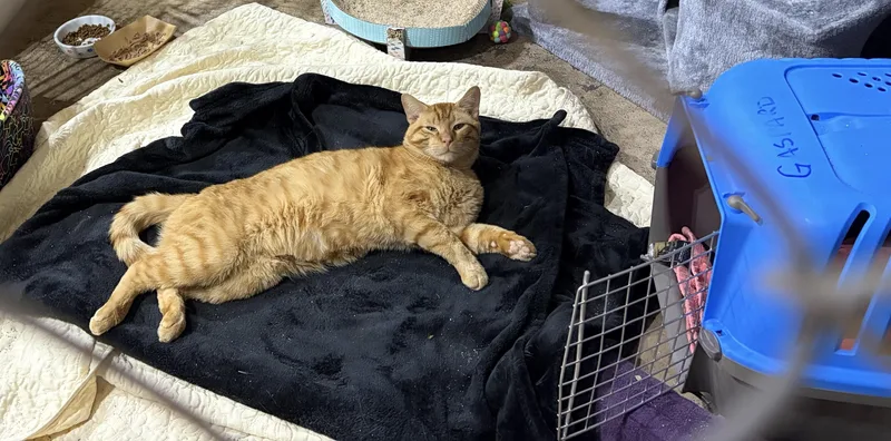 A young medium-sized male Tabby (Orange / Red) Domestic Short Hair cat named Sunshine The Orange Tabby for adoption in Murfreesboro, TN