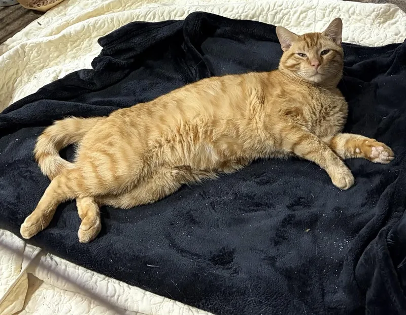 Sunshine The Orange Tabby thumbnail 2
