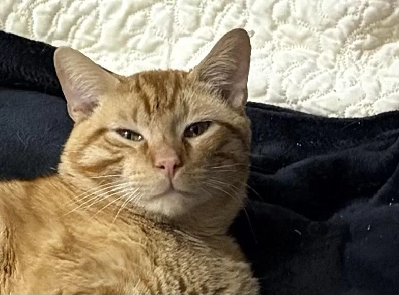 Sunshine The Orange Tabby thumbnail 3