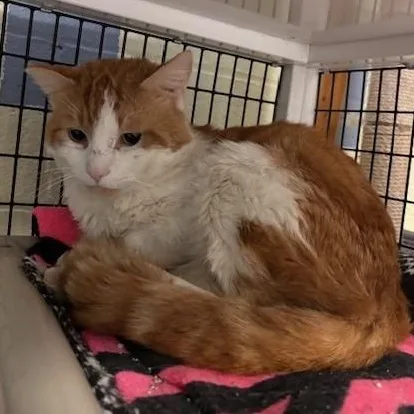 An adult medium-sized male Orange & White Domestic Short Hair cat named Harry for adoption in Braintree, MA