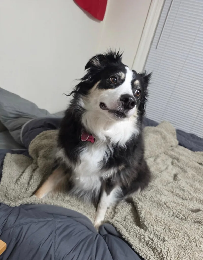 An adult medium-sized female Tricolor (Brown, Black, & White) Australian Shepherd dog named Charm for adoption in Alexandria, VA