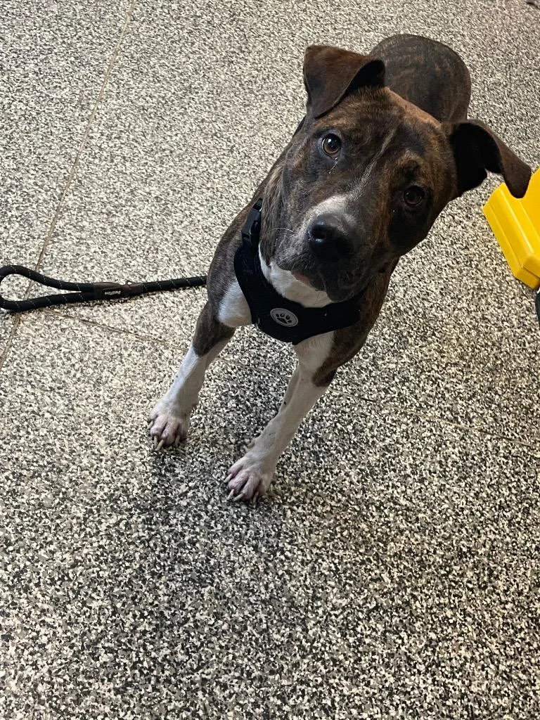 A young medium-sized male Mixed Breed dog named Meech for adoption in Columbia, TN