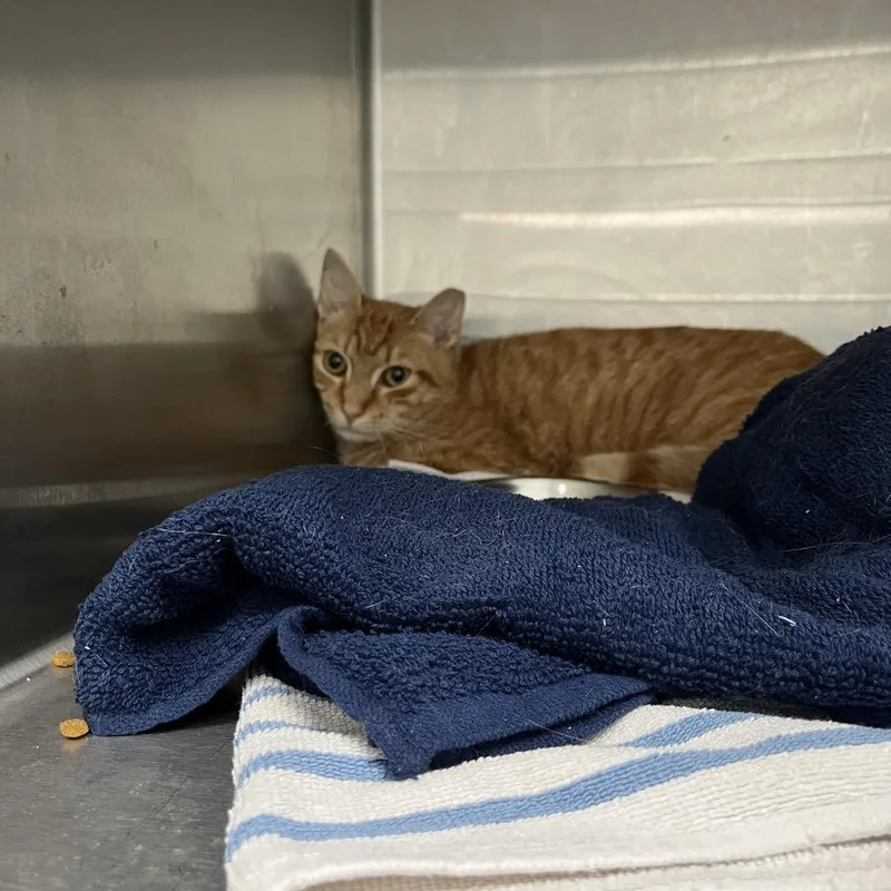 An adult medium-sized male Orange / Red Domestic Short Hair cat named Simon for adoption in Jupiter, FL