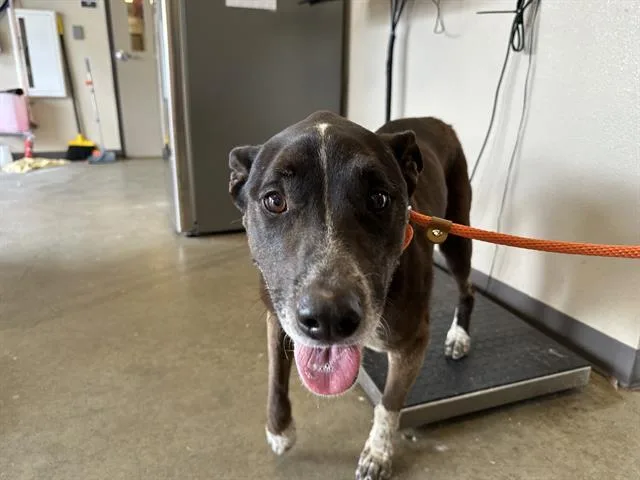 An adult large-sized female Pit Bull Terrier dog named Lorraine for adoption in Ontario, CA
