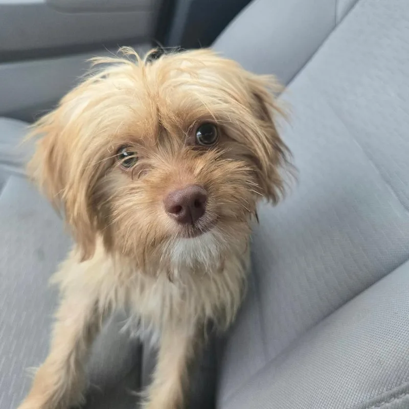 A baby small-sized male Apricot / Beige Yorkshire Terrier dog named Cheese Toast NHR for adoption in Austin, TX