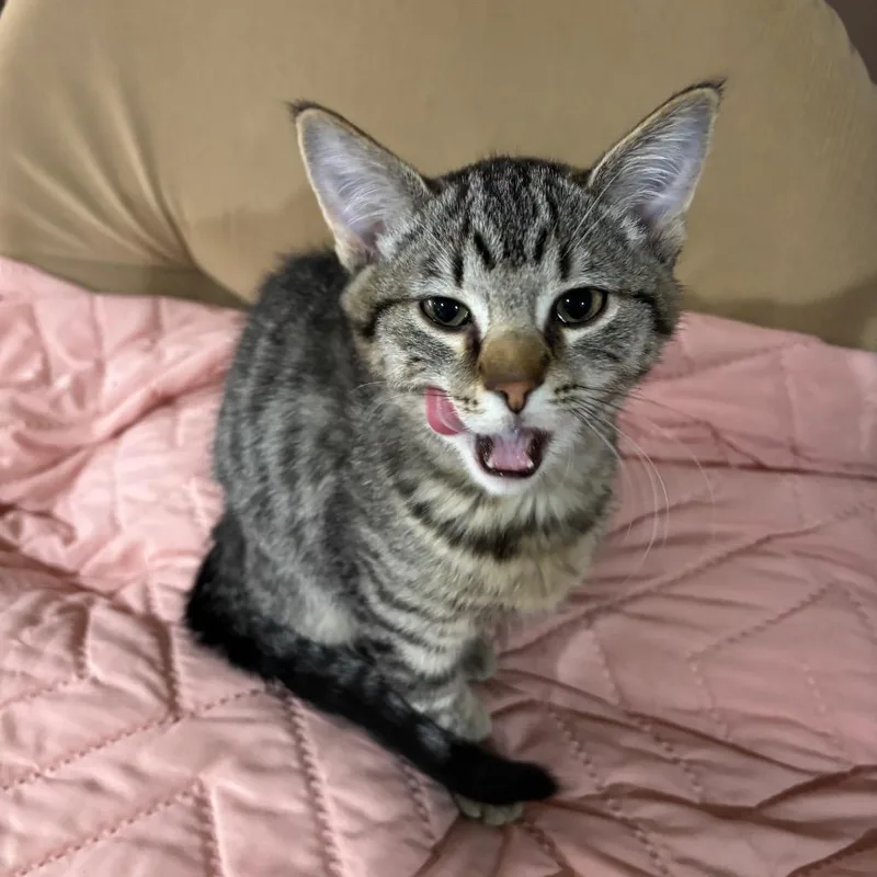 A young medium-sized female Gray / Blue / Silver Domestic Short Hair cat named Eloise Meet me at for adoption in Buffalo, MN